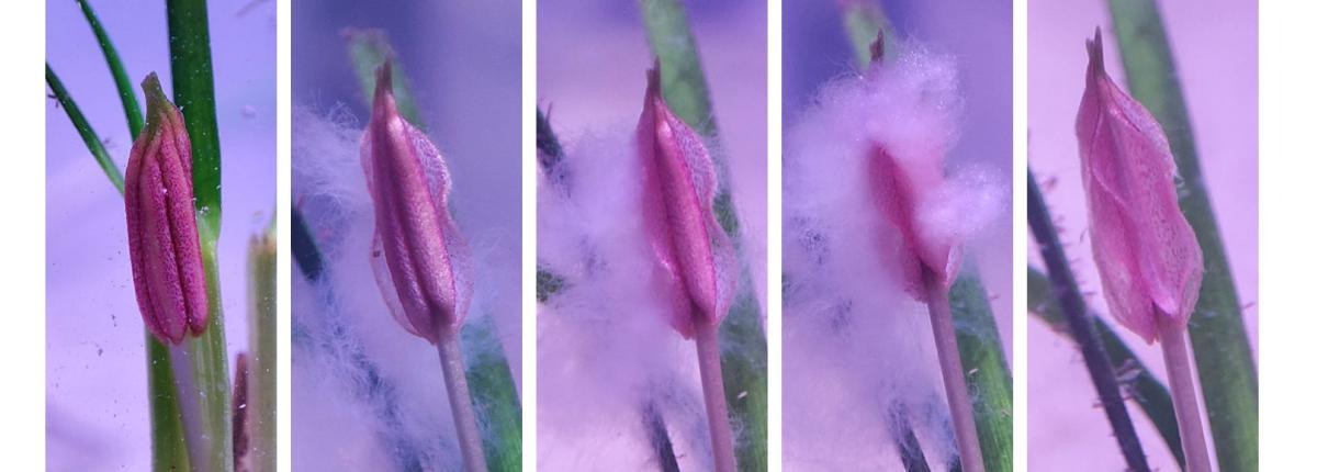 Cymodocea nodosa reproducción